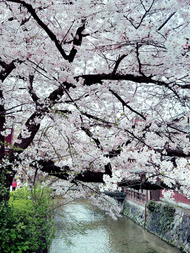 京都四條大橋下的櫻花夢 🌸✨