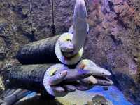 【仙台うみの杜水族館】