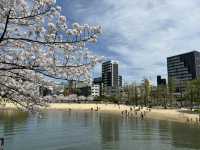 毛馬櫻之宮公園的櫻花之旅 身心愉快
