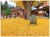 【岐阜/多治見】国宝に指定された観光スポット‼︎＊虎渓山 永保寺 （こけいざん えいほうじ）＊