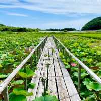 神秘の花“古代蓮”が、一面に咲き誇る島