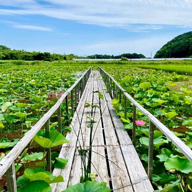 神秘の花“古代蓮”が、一面に咲き誇る島