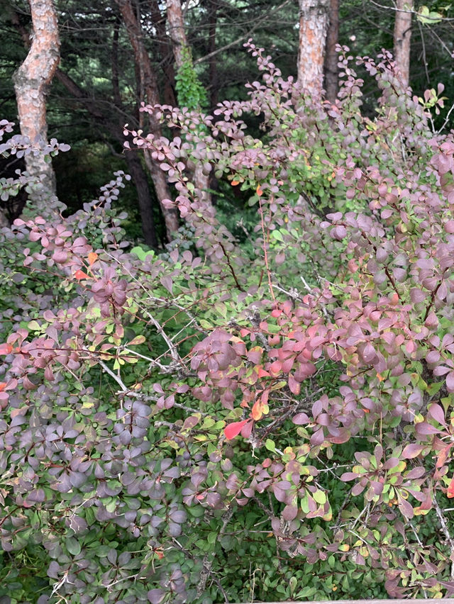 駱山公園的心靈漫步：一段難忘的旅程🌄