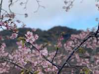 Kawazu Zakura จุดชมซากุระสีชมพูที่บานก่อนใคร