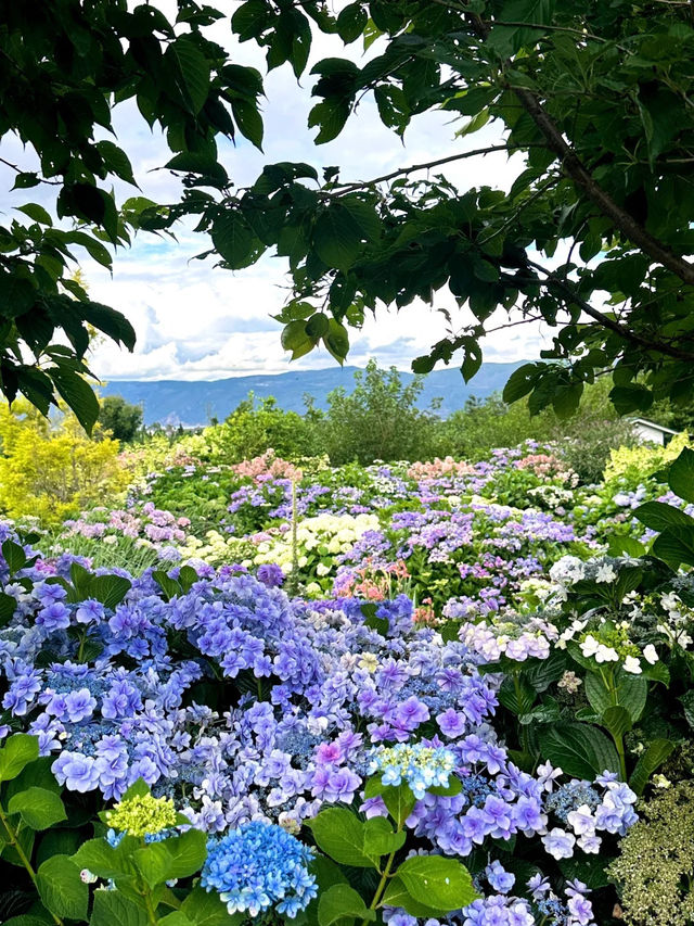 大理貓米花園｜闖入宮崎駿的地方🐱🌿
