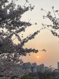 🌸서울 여의도 벚꽃축제, 사람없는 스팟 추천🌸