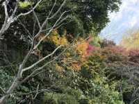 「花の寺」感受四季變遷的鎌倉長谷寺 #東京近郊