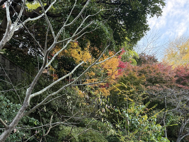 「花の寺」感受四季變遷的鎌倉長谷寺 #東京近郊