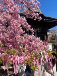 【桜神宮】河津桜とピンクリボン🎀が綺麗だった‼️