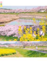 梅と桜のおすすめスポットはここ🌸🍡💕