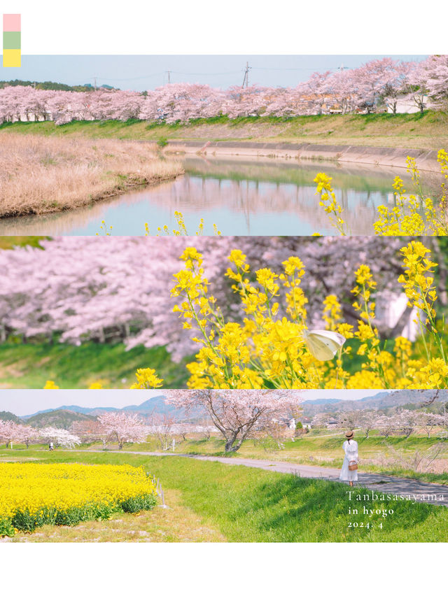 梅と桜のおすすめスポットはここ🌸🍡💕