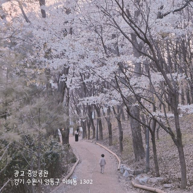 경기도 벚꽃 보러가기 좋은 곳