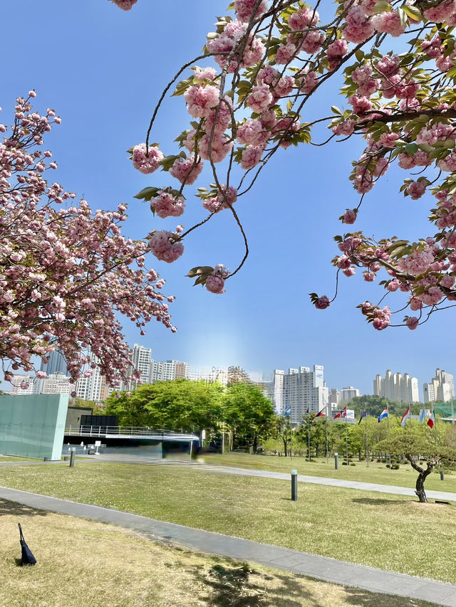 핑크벚꽃이 있는 부산 겹벚꽃 여행코스 💖💖