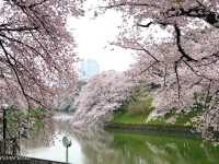【東京】都内随一の桜の名所！旧江戸城お濠の「千鳥ヶ淵」