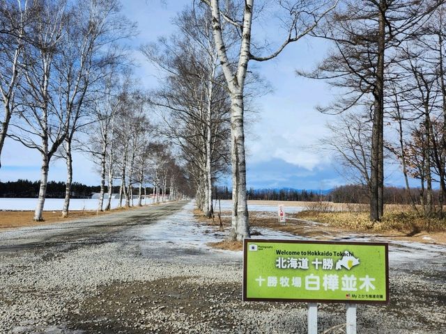 帯広の白樺並木