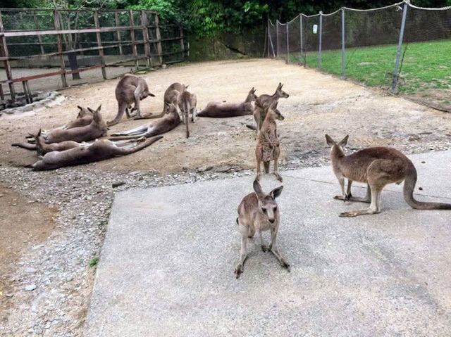 來 “長崎Bio Park” 生物園找水豚君玩耍！