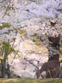 Chasing Sakura at Nara Deer Park