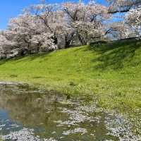 井原堤水邊公園～櫻花的“粉紅海洋”
