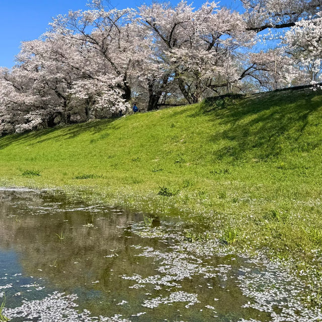 井原堤水邊公園～櫻花的“粉紅海洋”