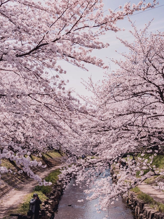 Chasing Sakura at Motoara River