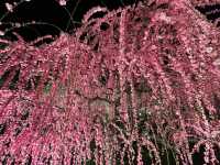 Chasing Sakura at Tsurama Park Illumination Night