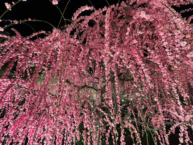 Chasing Sakura at Tsurama Park Illumination Night