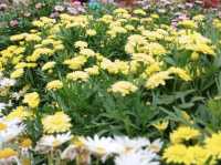 賞花及花伴野餐初體驗在大安森林公園