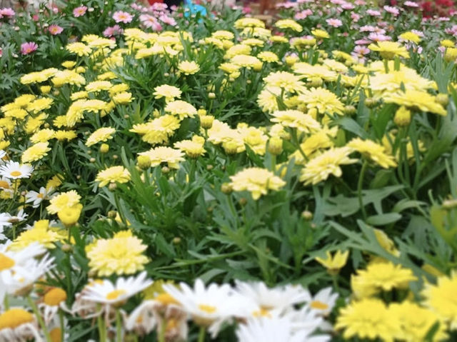 賞花及花伴野餐初體驗在大安森林公園