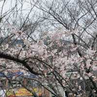海云台Dalmaji路樱花