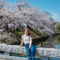ดอกซากุระบานที่ Maizuru Park 🌸🗻🇯🇵