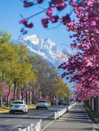 March in Lijiang: A Snow Mountain and Cherry Blossom Duet 🌸🏔️