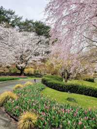 Cherry Blossoms in Full Bloom at Hamamatsu Flower Park