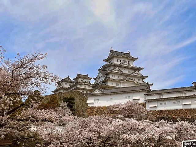 大阪近郊一日賞櫻遊：姬路城的日本櫻花百選名勝！