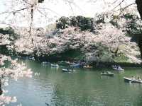 【東京】今が見頃！桜スポット