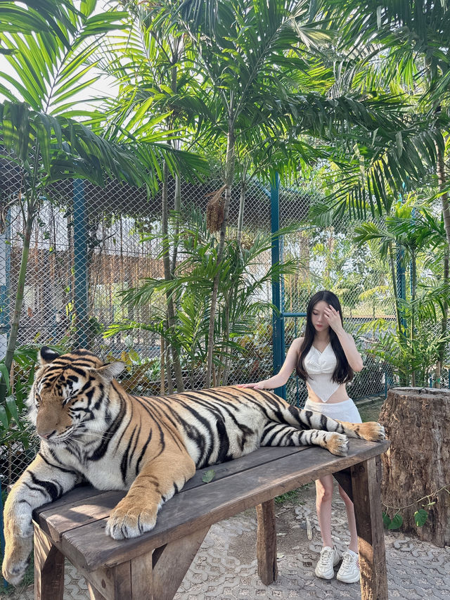 泰國-芭達雅 Tiger Park-Pattaya