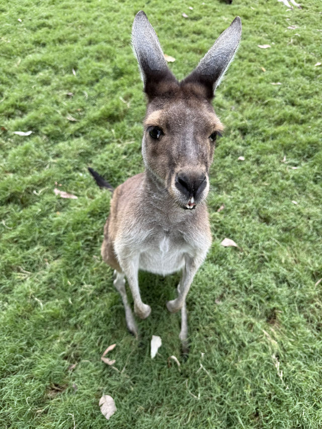 Caversham wildlife park