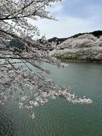 【佐賀】ダムと桜🌸が美しい場所！