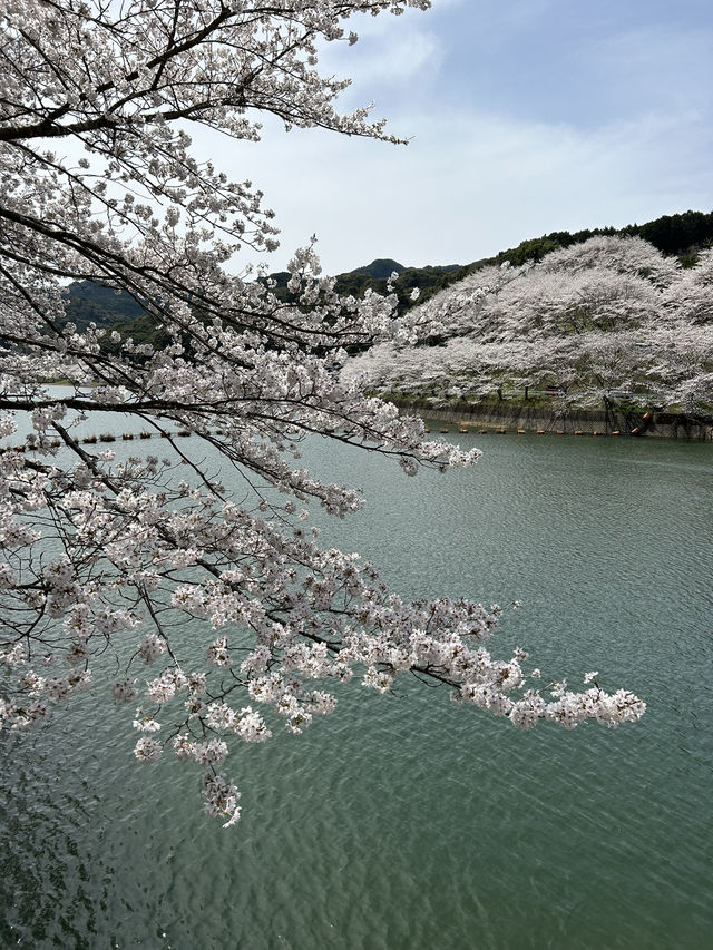 【佐賀】ダムと桜🌸が美しい場所！