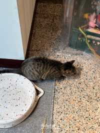 ร้านแซนวิชที่มีน้องแมวด้วย🐱