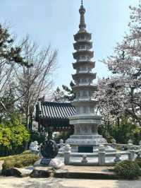 釜山櫻花季滿滿幸褔的海邊廟宇~海東龍宮寺