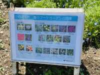【昭和記念公園】定番の公園の桜はやはり素晴らしく感動❗️