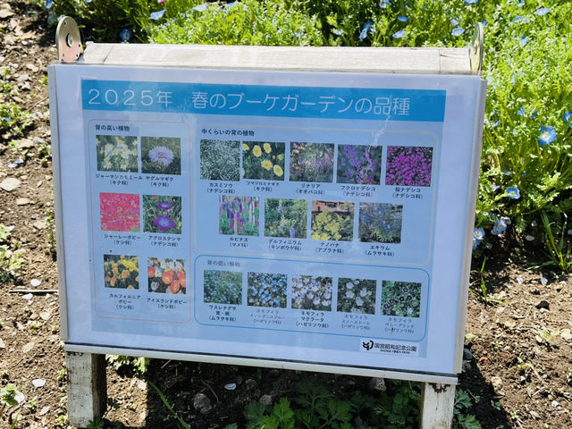 【昭和記念公園】定番の公園の桜はやはり素晴らしく感動❗️