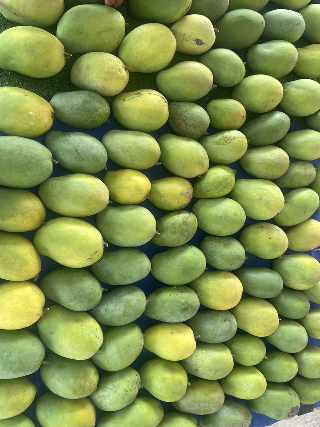 Travel to Perlis to Eat Expensive Harum Manis Mango in Malaysia