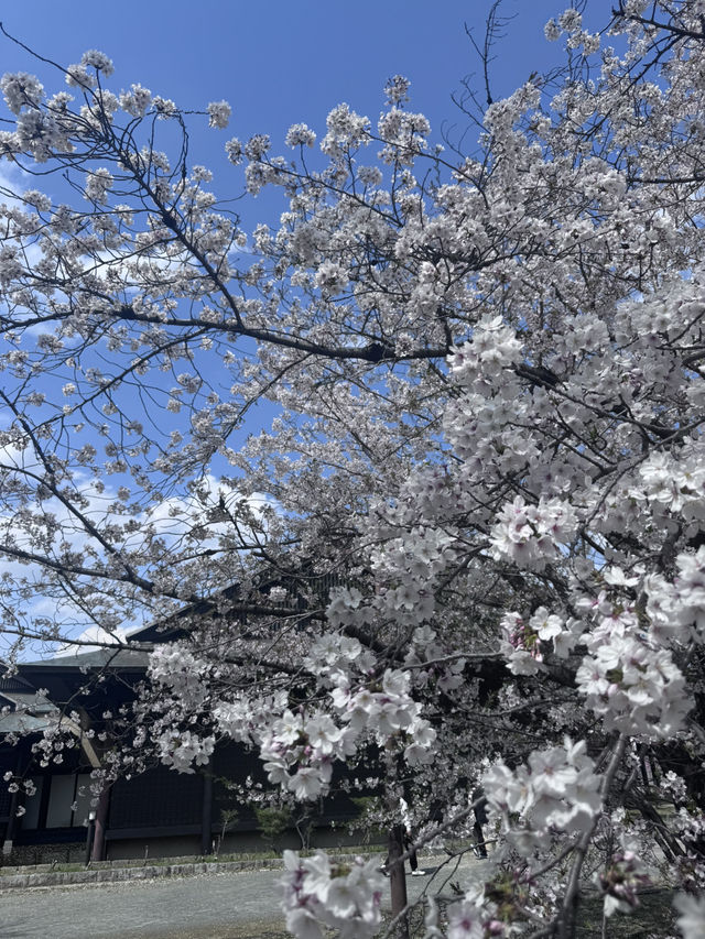 估唔到4月仲有櫻花睇😍😍😍 