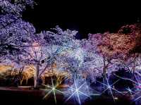 A Spring Night, Like a Dream - Night Illumination at “Sakura no Sato”