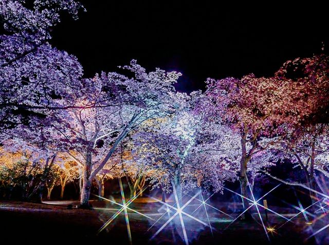 A Spring Night, Like a Dream - Night Illumination at “Sakura no Sato”