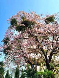 A TOUCH OF CHERRY BLOSSOM SIGHT YOU WON'T FORGET IN CHIANGMAI