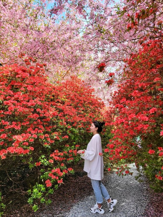 서부해당화와 철쭉이 환상적인 남미륵사🩷