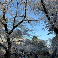 Omiya Park, Saitama