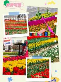 Pyeongtaek in Bloom: A Tulip Fantasy 🌷